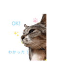 うちのかわいいペットたち Part 4（個別スタンプ：2）