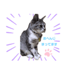 うちのかわいいペットたち Part 4（個別スタンプ：6）