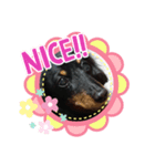 可愛いミニチュアダックス君④（個別スタンプ：3）