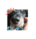 可愛いミニチュアダックス君④（個別スタンプ：5）