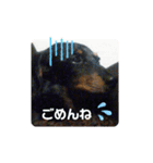 可愛いミニチュアダックス君④（個別スタンプ：7）