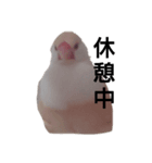 クリーム文鳥ちゃん（個別スタンプ：1）