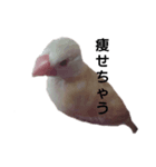 クリーム文鳥ちゃん（個別スタンプ：2）