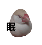 クリーム文鳥ちゃん（個別スタンプ：3）