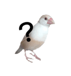 クリーム文鳥ちゃん（個別スタンプ：4）