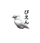 クリーム文鳥ちゃん（個別スタンプ：5）
