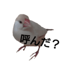 クリーム文鳥ちゃん（個別スタンプ：6）