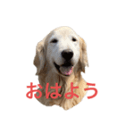ゴールデンレトリバーL＆M（個別スタンプ：1）