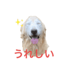 ゴールデンレトリバーL＆M（個別スタンプ：3）