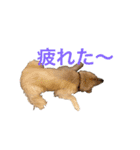 ゴールデンレトリバーL＆M（個別スタンプ：12）