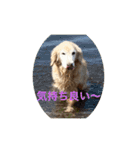 ゴールデンレトリバーL＆M（個別スタンプ：16）