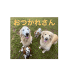 ゴールデンレトリバーL＆M（個別スタンプ：19）