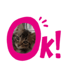 キジトラ猫の風太君（個別スタンプ：1）