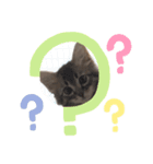 キジトラ猫の風太君（個別スタンプ：4）