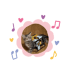 キジトラ猫の風太君（個別スタンプ：6）