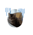 キジトラ猫の風太君（個別スタンプ：7）