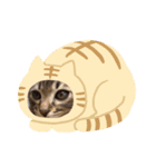 キジトラ猫の風太君（個別スタンプ：8）