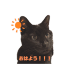 黒猫くろちゃんすたんぷ（個別スタンプ：1）