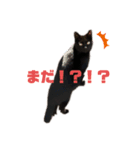 黒猫くろちゃんすたんぷ（個別スタンプ：3）