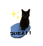 黒猫くろちゃんすたんぷ（個別スタンプ：4）