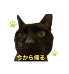 黒猫くろちゃんすたんぷ（個別スタンプ：5）