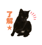 黒猫くろちゃんすたんぷ（個別スタンプ：6）