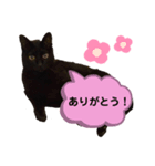 黒猫くろちゃんすたんぷ（個別スタンプ：7）