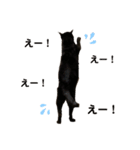 黒猫くろちゃんすたんぷ（個別スタンプ：8）