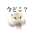 7匹の日常（ママver）（個別スタンプ：36）