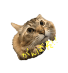 にゃんちゃん。Part2（個別スタンプ：4）