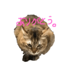 にゃんちゃん。Part2（個別スタンプ：6）