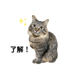 ねこのレイ（個別スタンプ：1）