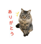ねこのレイ（個別スタンプ：4）