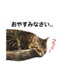 ねこのレイ（個別スタンプ：11）