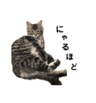 ねこのレイ（個別スタンプ：13）