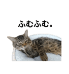 ねこのレイ（個別スタンプ：14）
