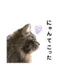 ねこのレイ（個別スタンプ：16）