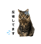 ねこのレイ（個別スタンプ：18）