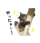 ねこのレイ（個別スタンプ：19）