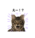 ねこのレイ（個別スタンプ：20）