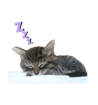 ねこのレイ（個別スタンプ：21）