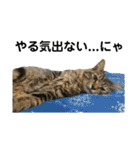 ねこのレイ（個別スタンプ：24）