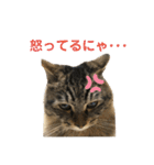 ねこのレイ（個別スタンプ：28）