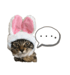 ねこのレイ（個別スタンプ：30）