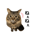 ねこのレイ（個別スタンプ：31）