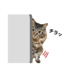 ねこのレイ（個別スタンプ：32）