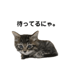 ねこのレイ（個別スタンプ：34）