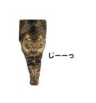 ねこのレイ（個別スタンプ：39）