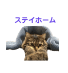 ねこのレイ（個別スタンプ：40）
