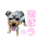 ヨーキー♡きゅう（個別スタンプ：4）